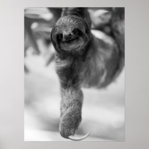 Sloth Hanging From Tree Branch Wildlife Poster