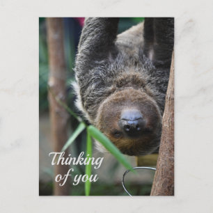 Sloth Hanging Out Edinburgh Zoo Thinking of You Postcard