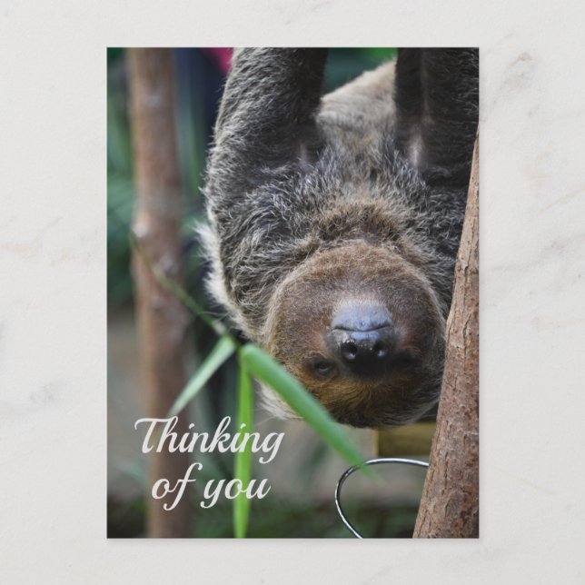 Sloth Hanging Out Edinburgh Zoo Thinking of You Postcard (Front)