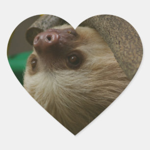 Sloth Heart Sticker