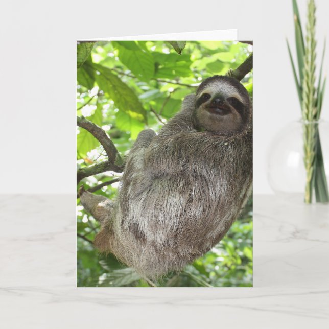 Sloth in Tree Greeting Cards (Front)