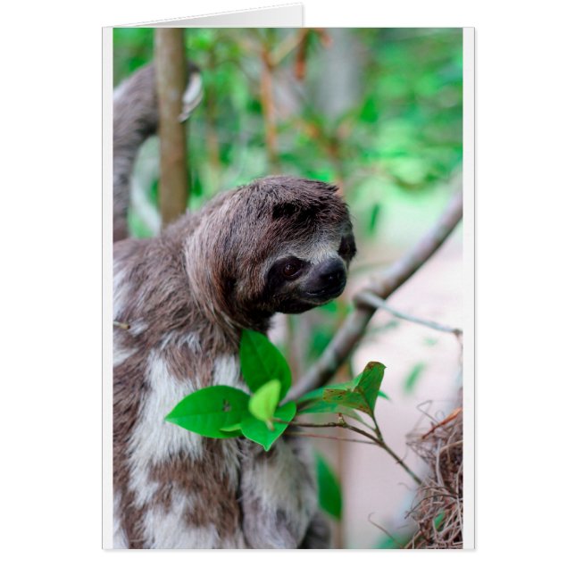 Sloth in tree Nicaragua (Front)