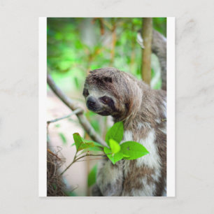 Sloth in tree Nicaragua Postcard