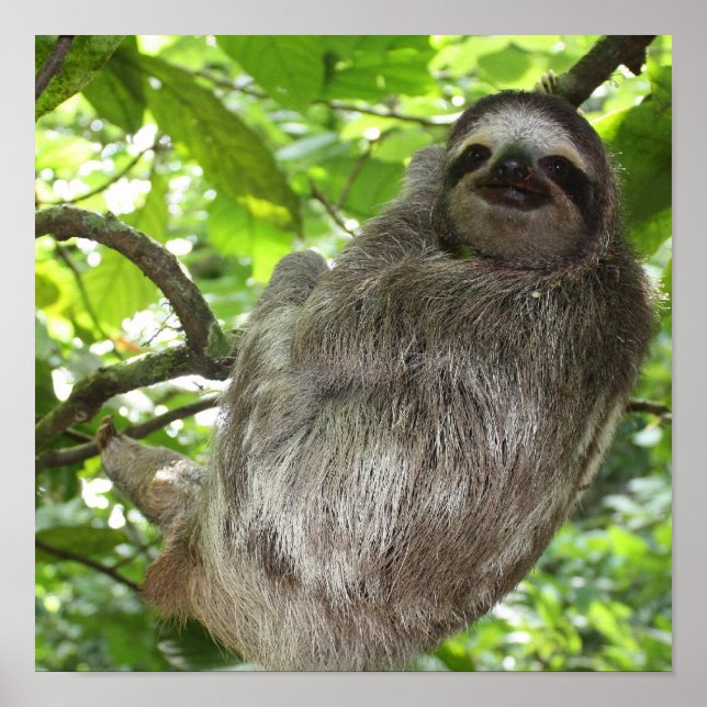 Sloth in Tree Poster (Front)