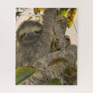 sloth jigsaw puzzle