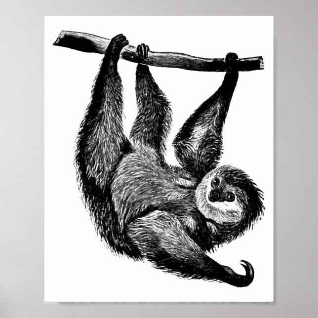 Sloth jungle safari animals art illustration poster (Front)