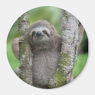 Sloth magnet