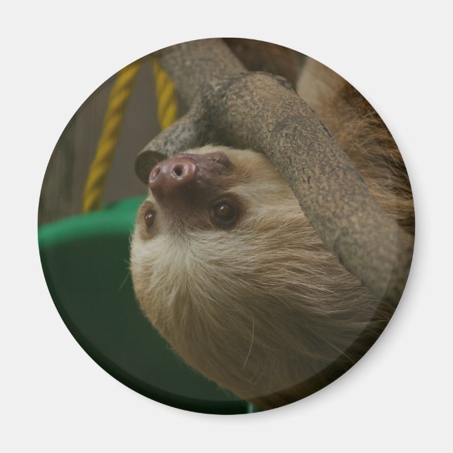Sloth Magnet (Front)