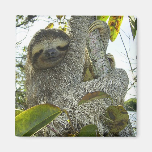 Sloth Magnet (Front)