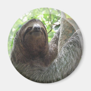 Sloth Photo Design Magnet