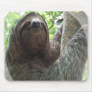 Sloth Photo Design Mouse Pad
