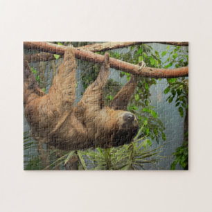 Sloth Photo Puzzle