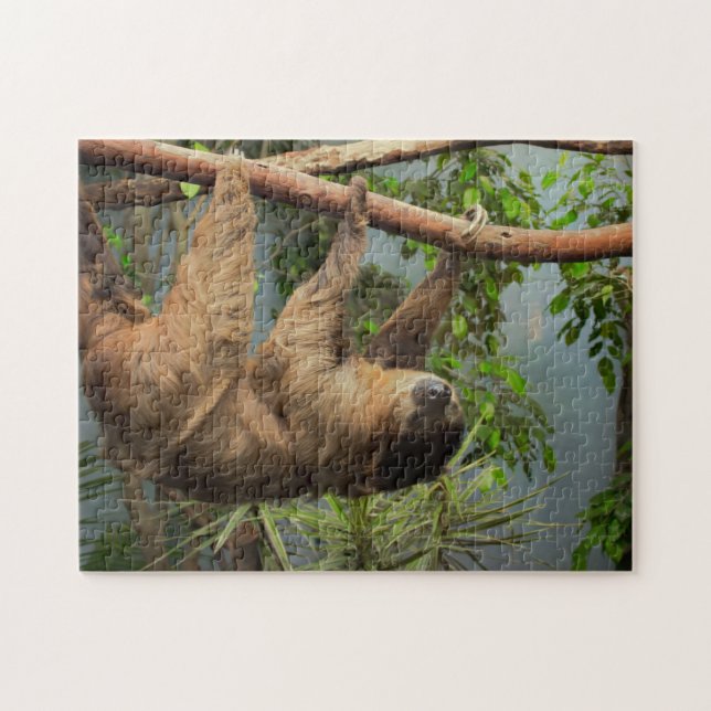 Sloth Photo Puzzle (Horizontal)