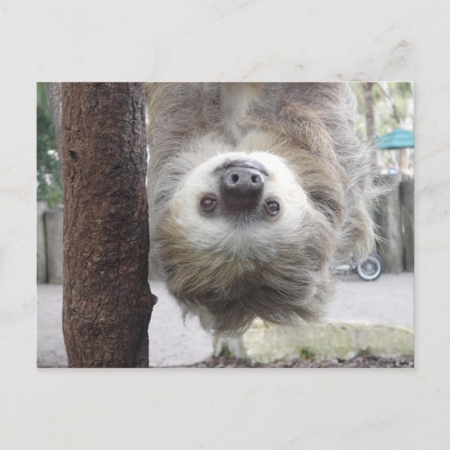 Sloth Postcard (Front)