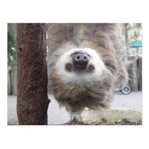 Sloth Postcard