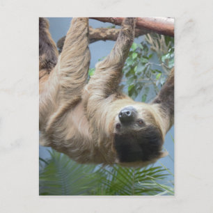 Sloth Postcard