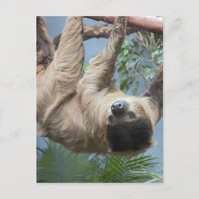 Sloth Postcard (Front)