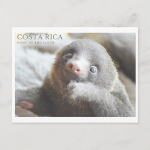 Sloth postcard Costa Rica souvenir