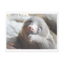 Sloth postcard  Costa Rica souvenir 