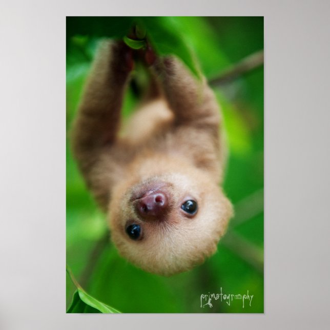 Sloth Poster (Front)