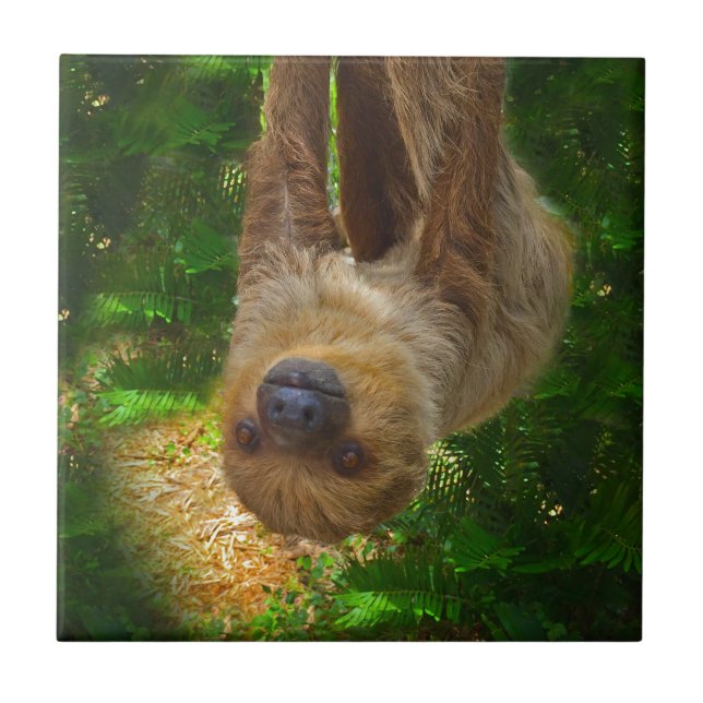 Sloth Rainforest Gifts Ceramic Tile (Front)