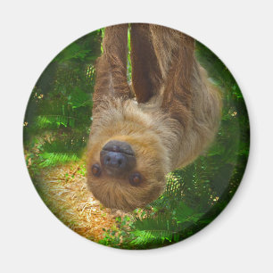 Sloth Rainforest Gifts Magnet