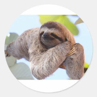 Sloth sticker