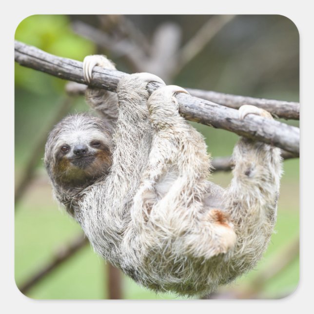 Sloth stickers (Front)