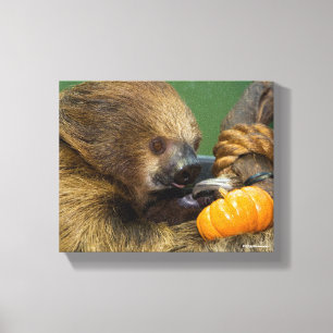 Sloth with Pumpkin Canvas Print