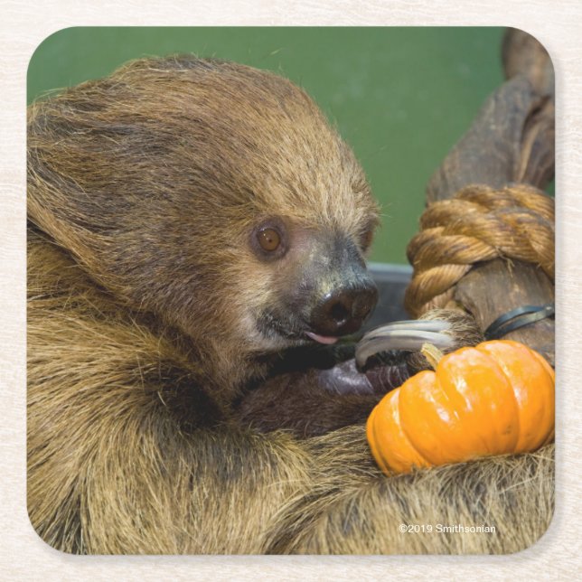 Sloth with Pumpkin Square Paper Coaster (Front)