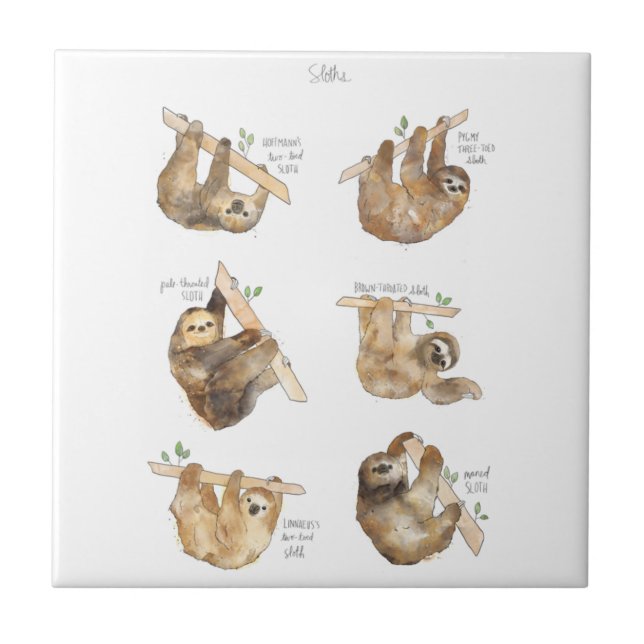 Sloths Classic  Ceramic Tile (Front)