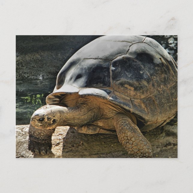 slow and steady tortoise postcard (Front)