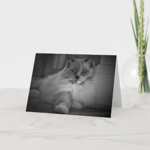 Slow Days, card
