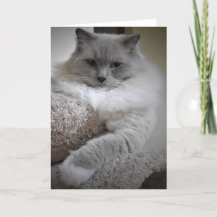 Slow Days, card