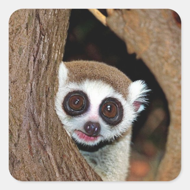 Slow Loris Square Sticker (Front)