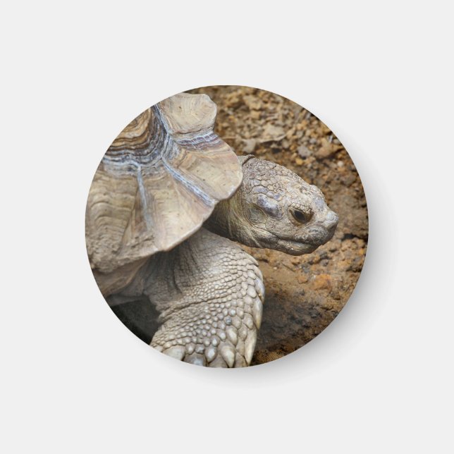 Slow  magnet (Front)