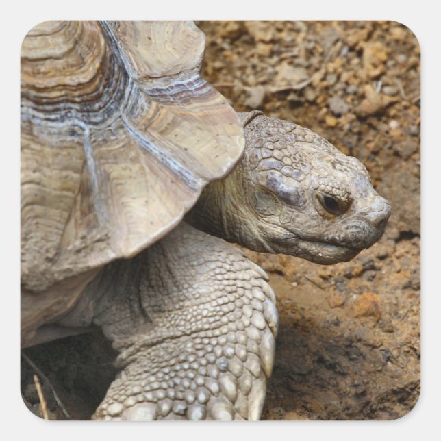 Slow Square Sticker (Front)