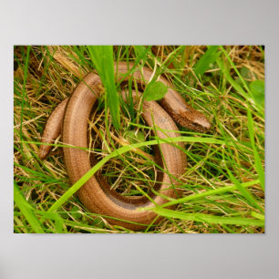 Slow Worm Poster