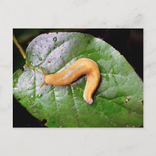Slug on Leaf Postcard Postcard