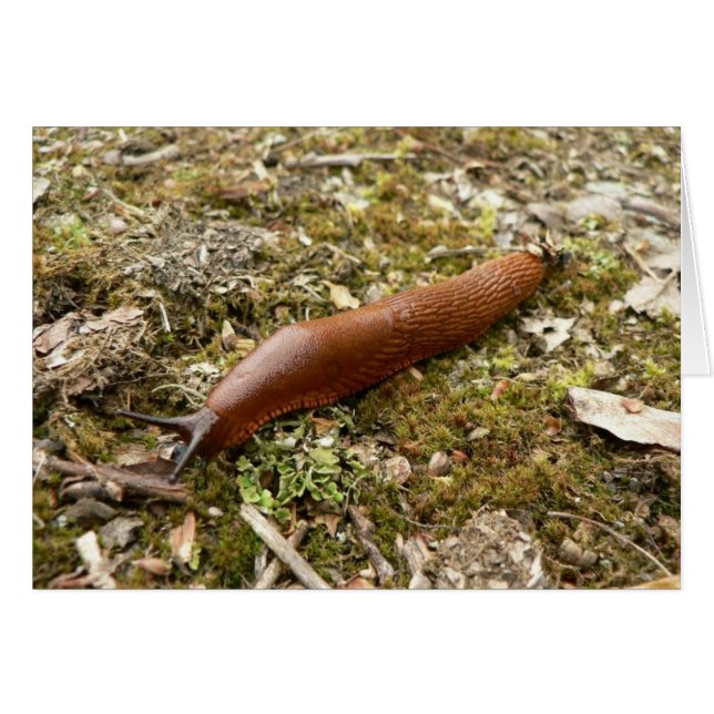 Slug Red (Front Horizontal)