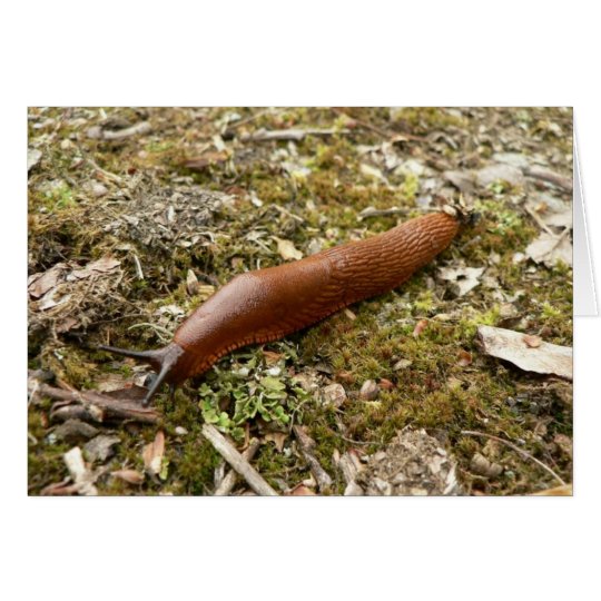 Slug Red Card
