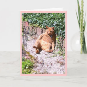 Sluggish Kitty Greeting Card