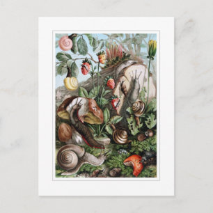 Slugs and Snails Postcard