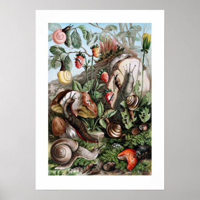 Slugs and Snails Poster (Front)