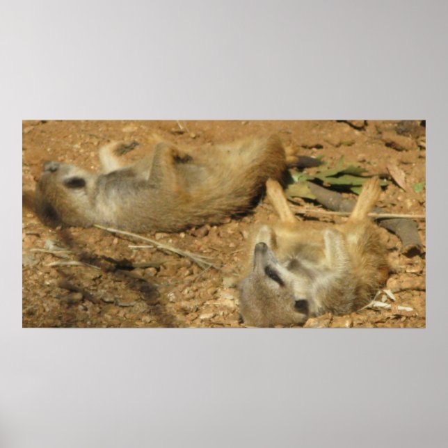 Slumbering Meerkats poster (Front)
