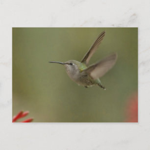 Small and mighty hummingbird postcard