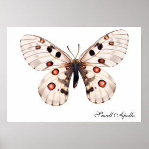 Small Apollo Butterfly Poster