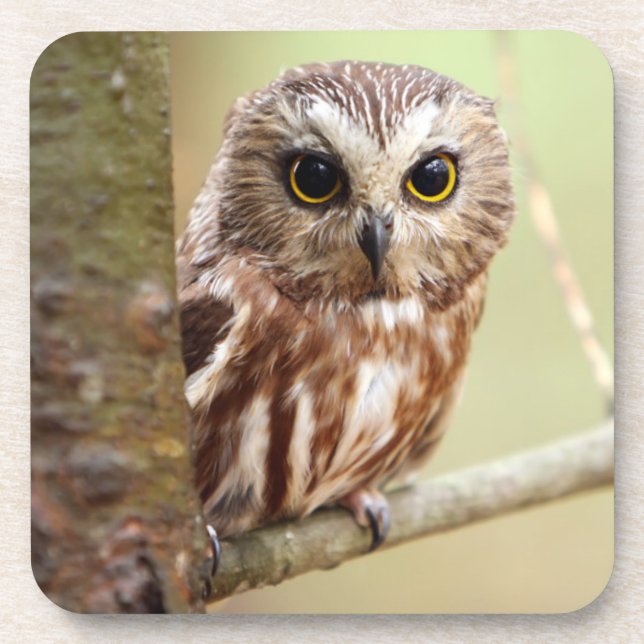 Small Baby Owl | Ontarios Coaster (Front)