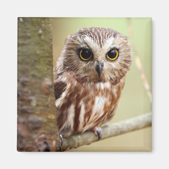 Small Baby Owl | Ontarios Magnet (Front)
