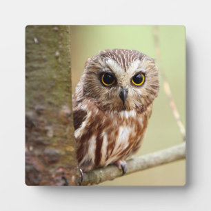 Small Baby Owl   Ontarios Plaque